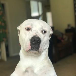 Meet your Posher, Lucy